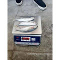 HACCP Block BQF mackerel and frozen pacific horse mackerel fish